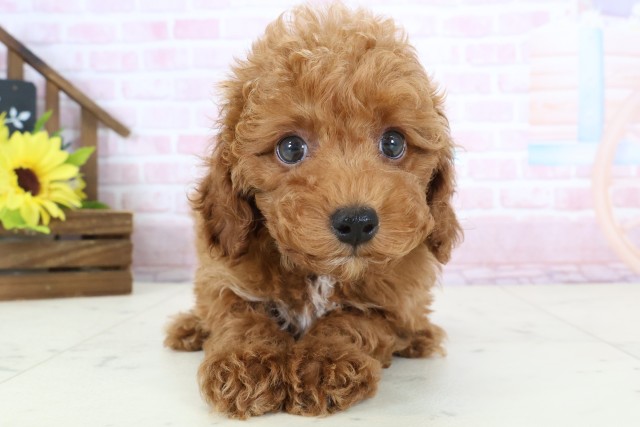 トイ・プードル