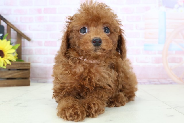 トイ・プードル