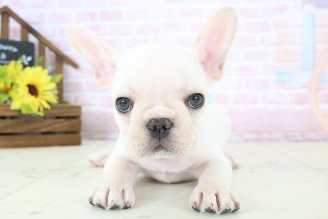 フレンチブルドッグ