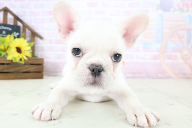 富山県のフレンチブルドッグ (Coo&RIKU富山店/2026年1月10日生まれ/女の子/クリーム)の子犬