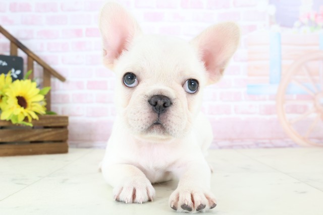 フレンチブルドッグ