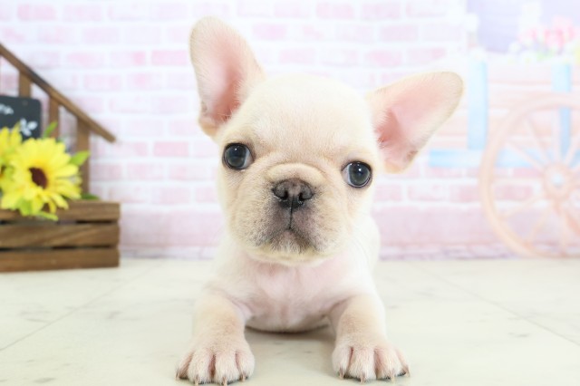 福岡県のフレンチブルドッグ (Coo&RIKUゆめタウン飯塚店/2026年1月10日生まれ/女の子/クリーム)の子犬の1枚目の画像