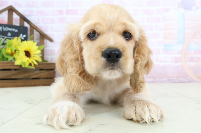 新潟県のアメリカンコッカースパニエル (Coo&RIKU新潟西店/2026年1月3日生まれ/男の子/バフ)の子犬