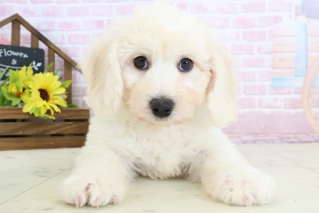 福島県のビションフリーゼ (Coo&RIKU郡山店/2026年1月10日生まれ/男の子/ホワイト)の子犬の1枚目の画像