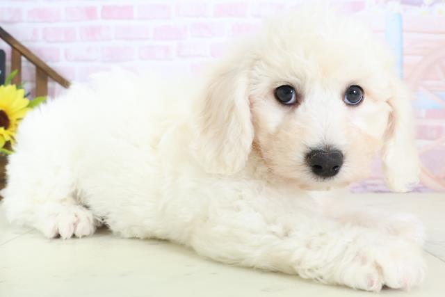 福島県のビションフリーゼ (Coo&RIKU郡山店/2026年1月10日生まれ/男の子/ホワイト)の子犬の2枚目の画像