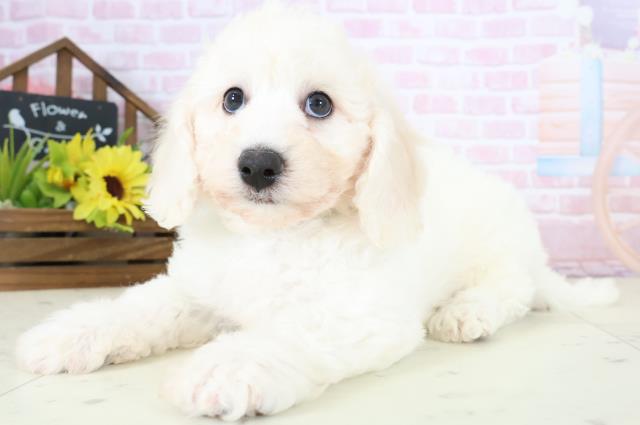 福島県のビションフリーゼ (Coo&RIKU郡山店/2026年1月10日生まれ/男の子/ホワイト)の子犬の3枚目の画像