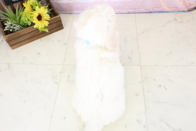 福島県のビションフリーゼ (Coo&RIKU郡山店/2026年1月10日生まれ/男の子/ホワイト)の子犬の4枚目の画像