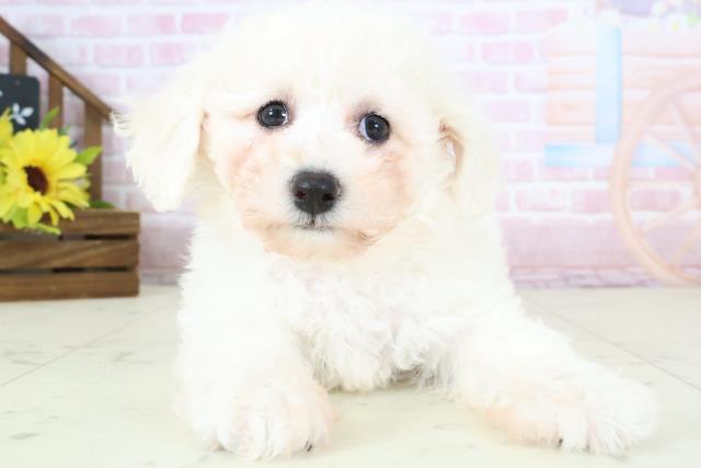 岩手県のビションフリーゼ (Coo&RIKU岩手盛岡店/2026年1月10日生まれ/女の子/ホワイト)の子犬の1枚目の画像