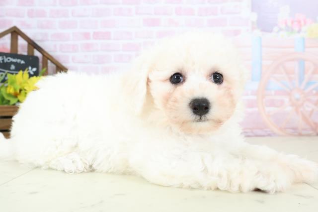 岩手県のビションフリーゼ (Coo&RIKU岩手盛岡店/2026年1月10日生まれ/女の子/ホワイト)の子犬の2枚目の画像