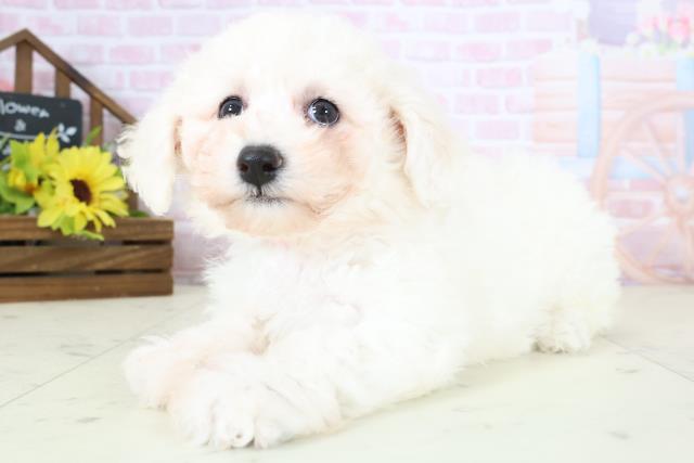 岩手県のビションフリーゼ (Coo&RIKU岩手盛岡店/2026年1月10日生まれ/女の子/ホワイト)の子犬の3枚目の画像