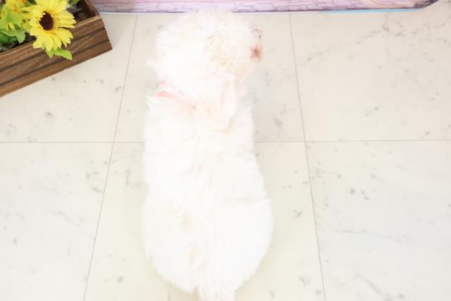 岩手県のビションフリーゼ (Coo&RIKU岩手盛岡店/2026年1月10日生まれ/女の子/ホワイト)の子犬の4枚目の画像