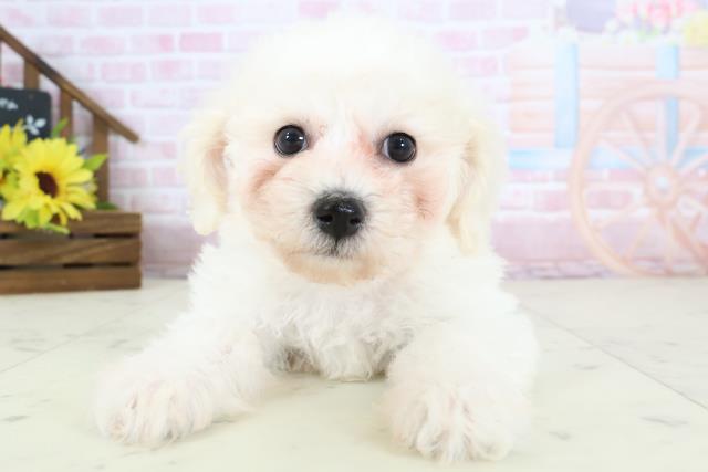 広島県のビションフリーゼ (Coo&RIKUゆめタウン大竹店/2026年1月10日生まれ/女の子/ホワイト)の子犬