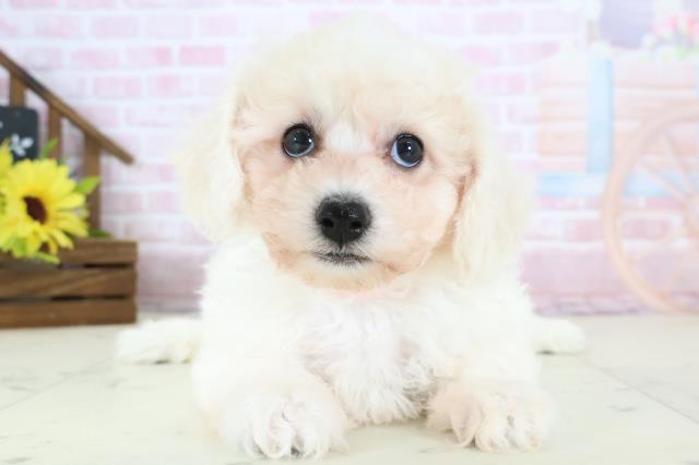 ビション・フリーゼ