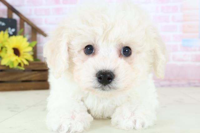 新潟県のビションフリーゼ (Coo&RIKU新潟西店/2026年1月11日生まれ/男の子/ホワイト)の子犬