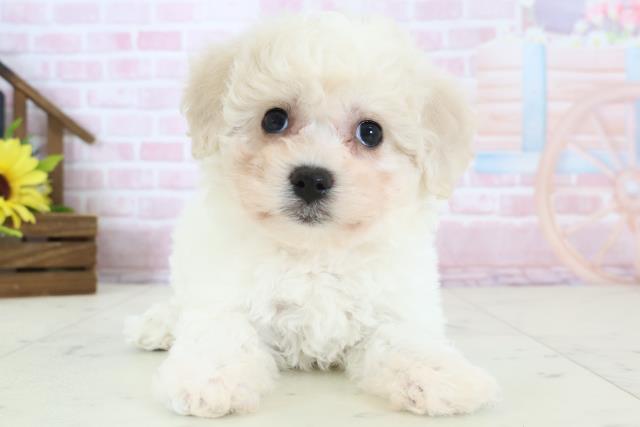 香川県のビションフリーゼ (Coo&RIKU高松上福岡店/2026年1月11日生まれ/女の子/ホワイト)の子犬