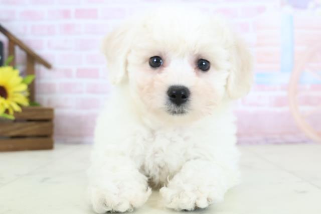 広島県のビションフリーゼ (Coo&RIKU広島中央店/2026年1月11日生まれ/女の子/ホワイト)の子犬