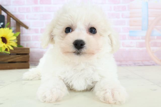 ビション・フリーゼ