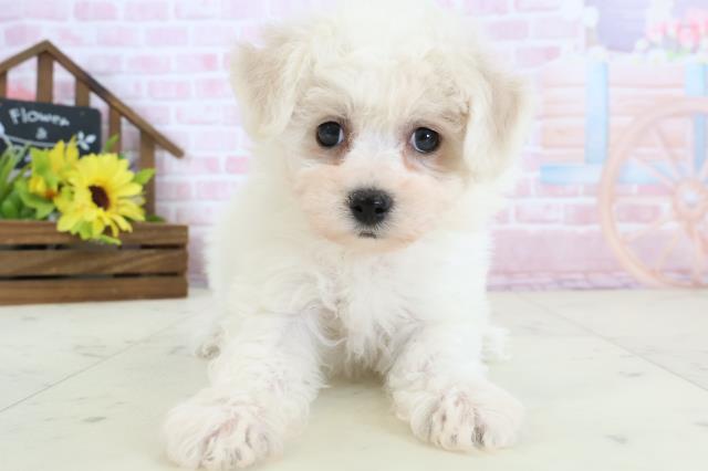 ビション・フリーゼ