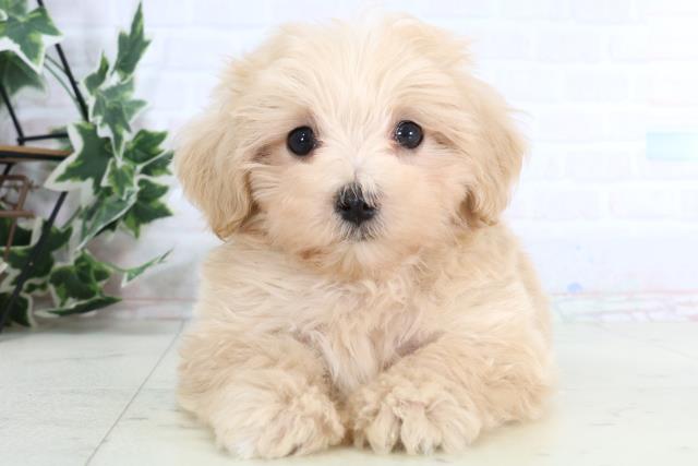 新潟県のマルプー(マルチーズ×プードル) (Coo&RIKU長岡店/2026年1月7日生まれ/男の子/クリーム)の子犬