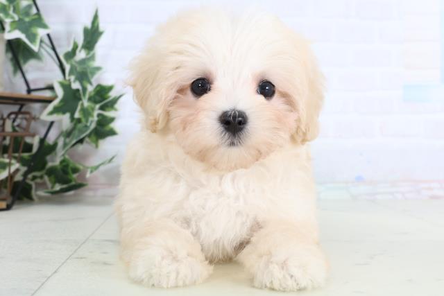岩手県のマルプー(マルチーズ×プードル) (Coo&RIKU岩手盛岡店/2026年1月7日生まれ/女の子/クリーム)の子犬の1枚目の画像