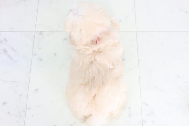 岩手県のマルプー(マルチーズ×プードル) (Coo&RIKU岩手盛岡店/2026年1月7日生まれ/女の子/クリーム)の子犬の4枚目の画像