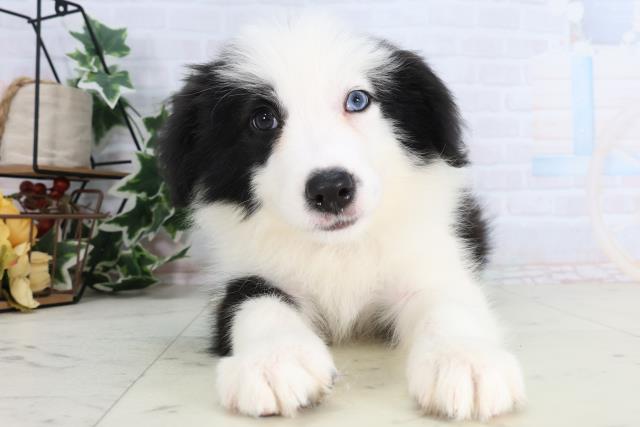 ボーダーコリー