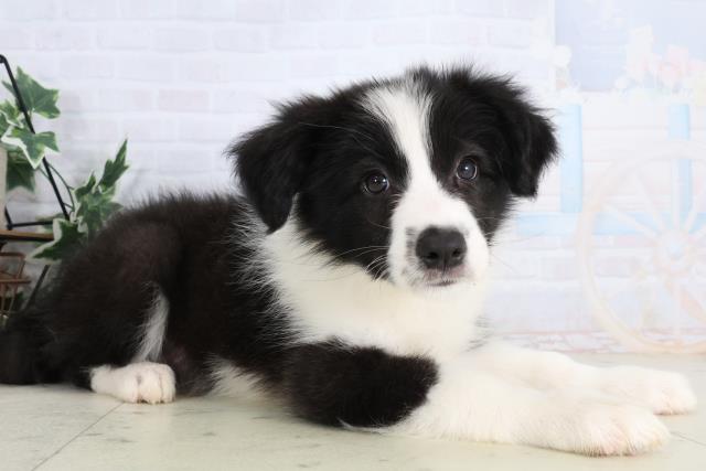 福島県のボーダーコリー (Coo&RIKU郡山店/2026年1月8日生まれ/女の子/ブラックホワイト)の子犬の2枚目の画像