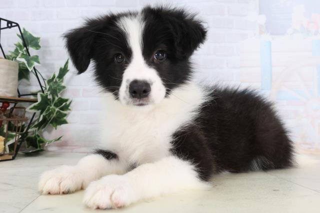 福島県のボーダーコリー (Coo&RIKU郡山店/2026年1月8日生まれ/女の子/ブラックホワイト)の子犬の3枚目の画像