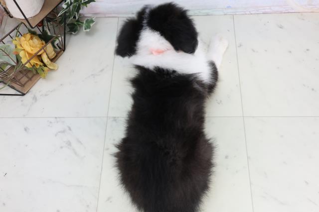 福島県のボーダーコリー (Coo&RIKU郡山店/2026年1月8日生まれ/女の子/ブラックホワイト)の子犬の4枚目の画像