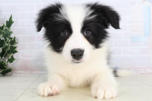 ボーダーコリー