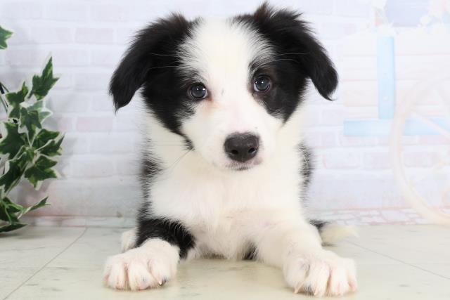 岩手県のボーダーコリー (Coo&RIKU岩手盛岡店/2026年1月8日生まれ/女の子/ブラックホワイト)の子犬の1枚目の画像