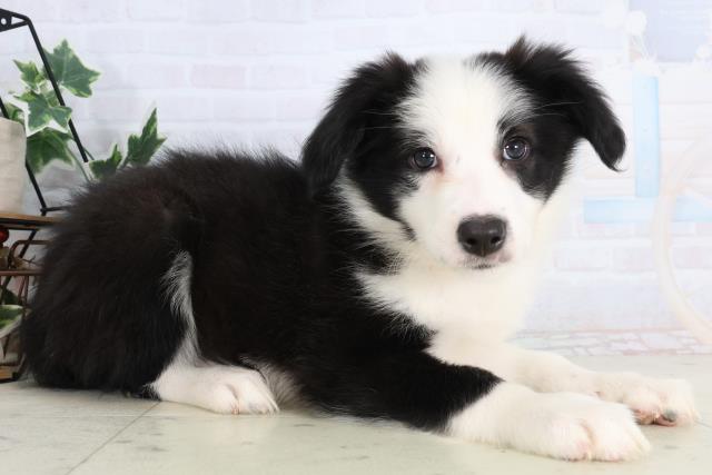 岩手県のボーダーコリー (Coo&RIKU岩手盛岡店/2026年1月8日生まれ/女の子/ブラックホワイト)の子犬の2枚目の画像