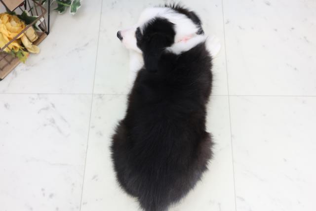 岩手県のボーダーコリー (Coo&RIKU岩手盛岡店/2026年1月8日生まれ/女の子/ブラックホワイト)の子犬の4枚目の画像