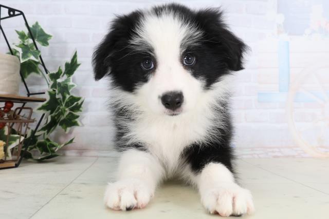 富山県のボーダーコリー (Coo&RIKU富山店/2026年1月8日生まれ/女の子/ブラックホワイト)の子犬