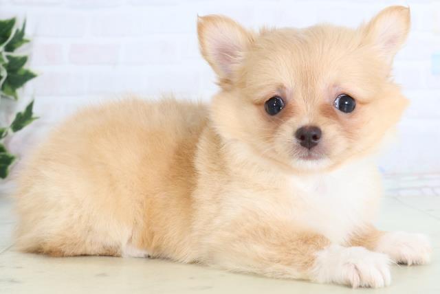 福島県のチワワ(ロング) (Coo&RIKU会津若松店/2026年1月8日生まれ/男の子/クリーム)の子犬の2枚目の画像