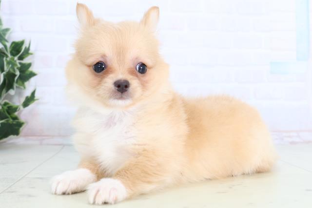 福島県のチワワ(ロング) (Coo&RIKU会津若松店/2026年1月8日生まれ/男の子/クリーム)の子犬の3枚目の画像