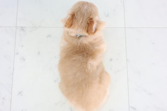 福島県のチワワ(ロング) (Coo&RIKU会津若松店/2026年1月8日生まれ/男の子/クリーム)の子犬の4枚目の画像