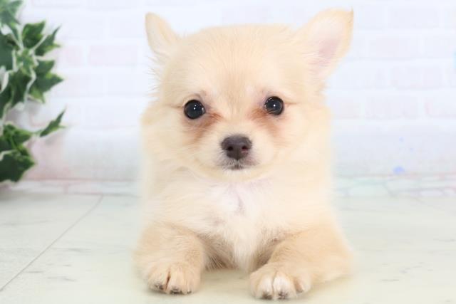 福島県のチワワ(ロング) (Coo&RIKUいわき店/2026年1月8日生まれ/女の子/クリーム)の子犬の1枚目の画像