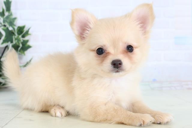 福島県のチワワ(ロング) (Coo&RIKUいわき店/2026年1月8日生まれ/女の子/クリーム)の子犬の2枚目の画像