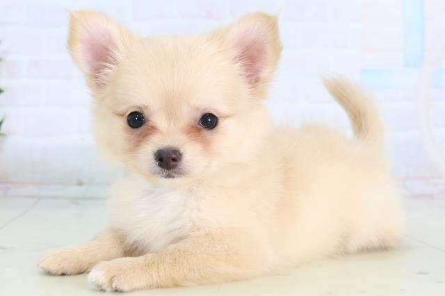 福島県のチワワ(ロング) (Coo&RIKUいわき店/2026年1月8日生まれ/女の子/クリーム)の子犬の3枚目の画像