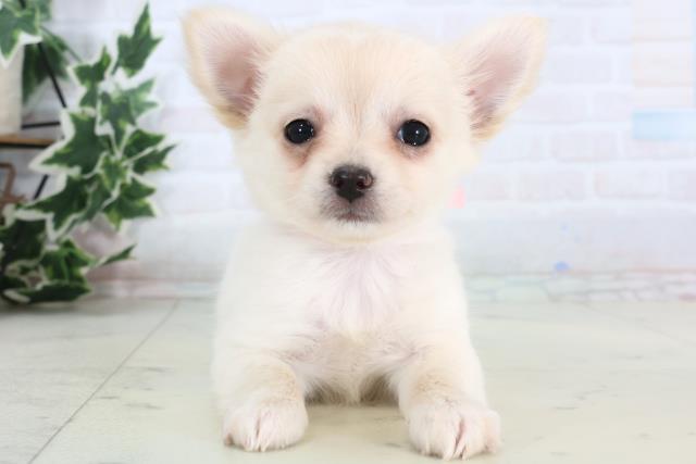 広島県のチワワ(ロング) (Coo&RIKU福山店/2026年1月8日生まれ/女の子/クリーム)の子犬