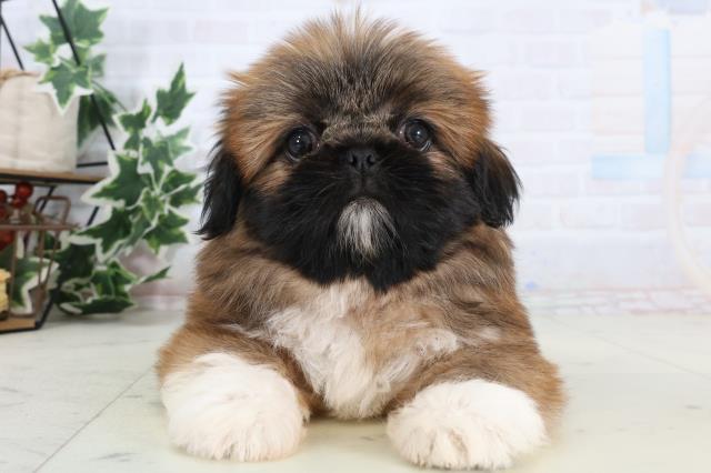 新潟県のペキシーズー/ペキズー(ペキニーズ×シーズー) (Coo&RIKU新潟西店/2026年1月8日生まれ/女の子/レッドホワイト)の子犬の1枚目の画像