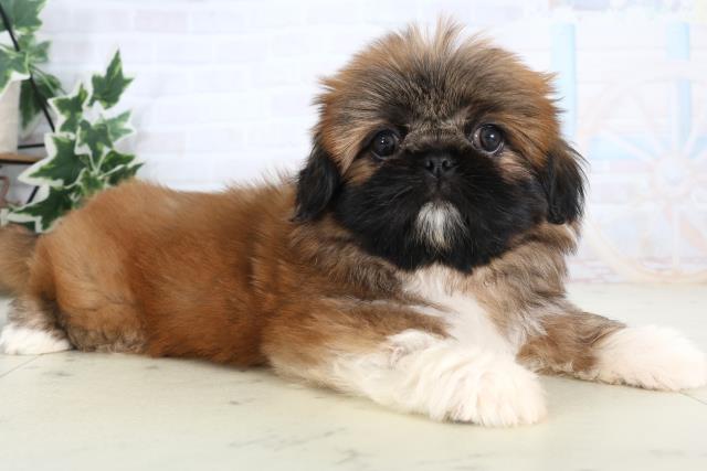 新潟県のペキシーズー/ペキズー(ペキニーズ×シーズー) (Coo&RIKU新潟西店/2026年1月8日生まれ/女の子/レッドホワイト)の子犬の2枚目の画像