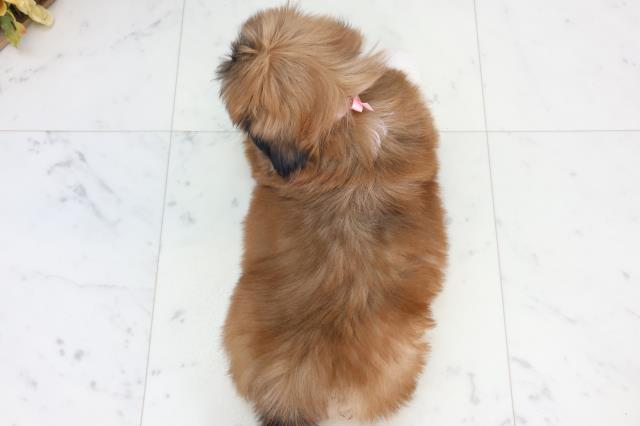 新潟県のペキシーズー/ペキズー(ペキニーズ×シーズー) (Coo&RIKU新潟西店/2026年1月8日生まれ/女の子/レッドホワイト)の子犬の4枚目の画像