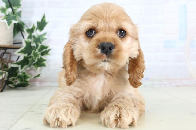 岩手県のアメリカンコッカースパニエル (Coo&RIKU岩手盛岡店/2026年1月10日生まれ/男の子/バフ)の子犬の1枚目の画像