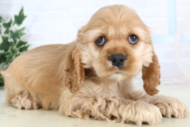 岩手県のアメリカンコッカースパニエル (Coo&RIKU岩手盛岡店/2026年1月10日生まれ/男の子/バフ)の子犬の2枚目の画像