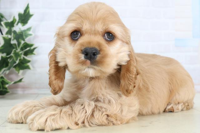 岩手県のアメリカンコッカースパニエル (Coo&RIKU岩手盛岡店/2026年1月10日生まれ/男の子/バフ)の子犬の3枚目の画像