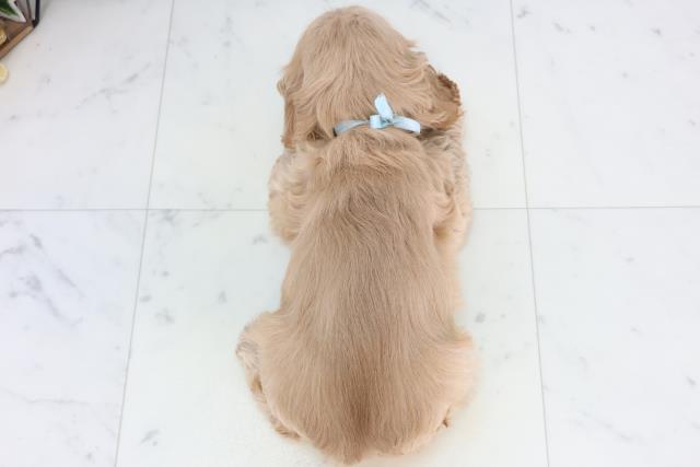 岩手県のアメリカンコッカースパニエル (Coo&RIKU岩手盛岡店/2026年1月10日生まれ/男の子/バフ)の子犬の4枚目の画像