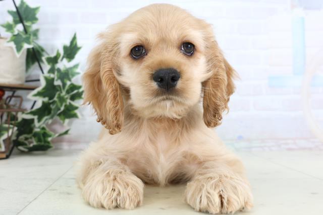 アメリカン・コッカースパニエル