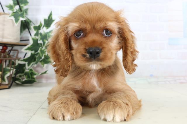 高知県のアメリカンコッカースパニエル (Coo&RIKU高知御座店/2026年1月10日生まれ/女の子/バフ)の子犬の1枚目の画像